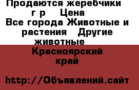 Продаются жеребчики 14,15 16 г.р  › Цена ­ 177 000 - Все города Животные и растения » Другие животные   . Красноярский край